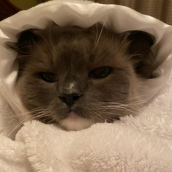 Meet your Posher, Lura - Picture 1 of 1